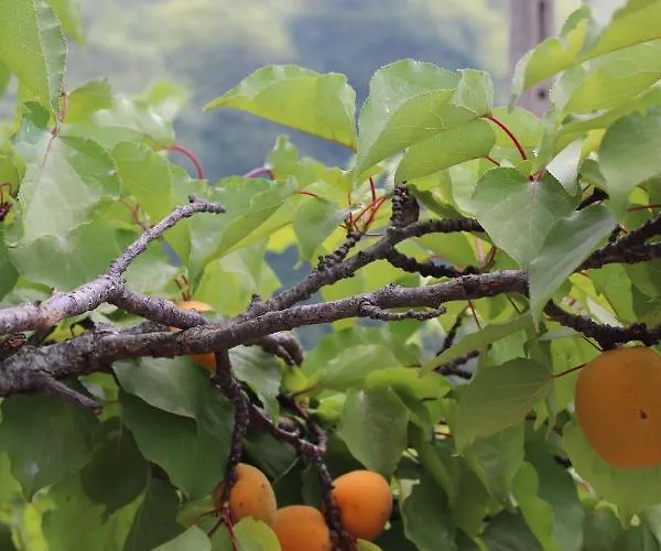 Сasa de vacaciones Elena *